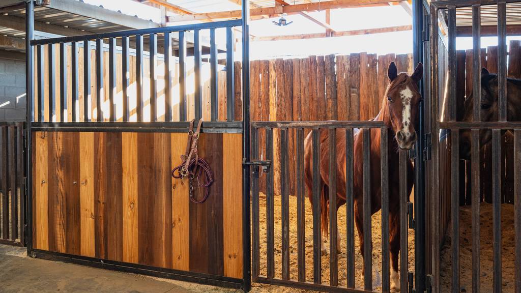Horse Boarding at Hawk Ranch. Large, spacious stalls with 2 x daily feeding and stall cleaning.