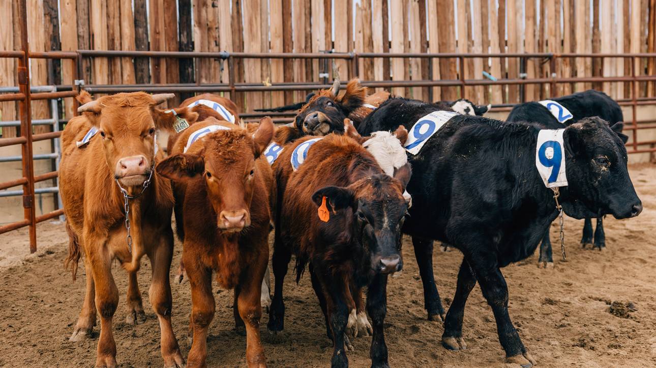 Cows at Hawk Ranch - Premiere Horse Boarding and Training Facility in Arizona.