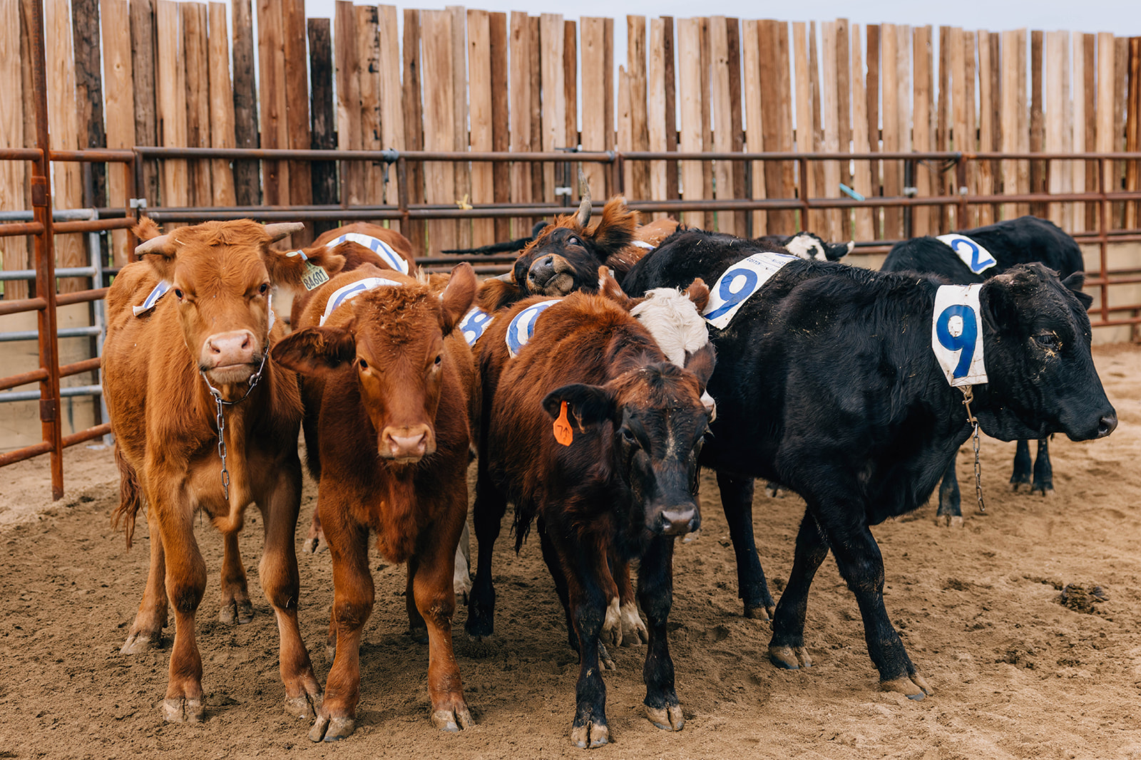 Cows at Hawk Ranch - Premiere Horse Boarding and Training Facility in Arizona.